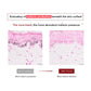 Microscopic images showing melanin production before and after UV irradiation with text explaining melanin reduction.
